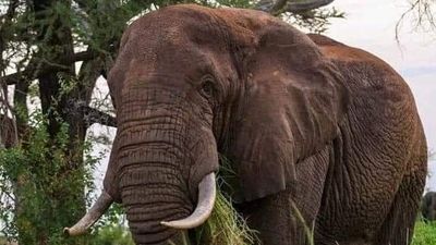 3 Days Masai Mara Safari – Private Midrange Adventure - Image - 12894
